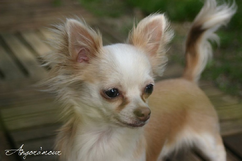 Les Chihuahua de l'affixe Du Domaine De Mazières