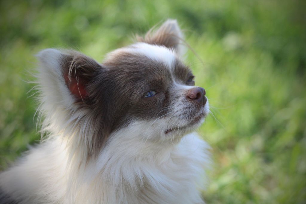 Egor five star pets