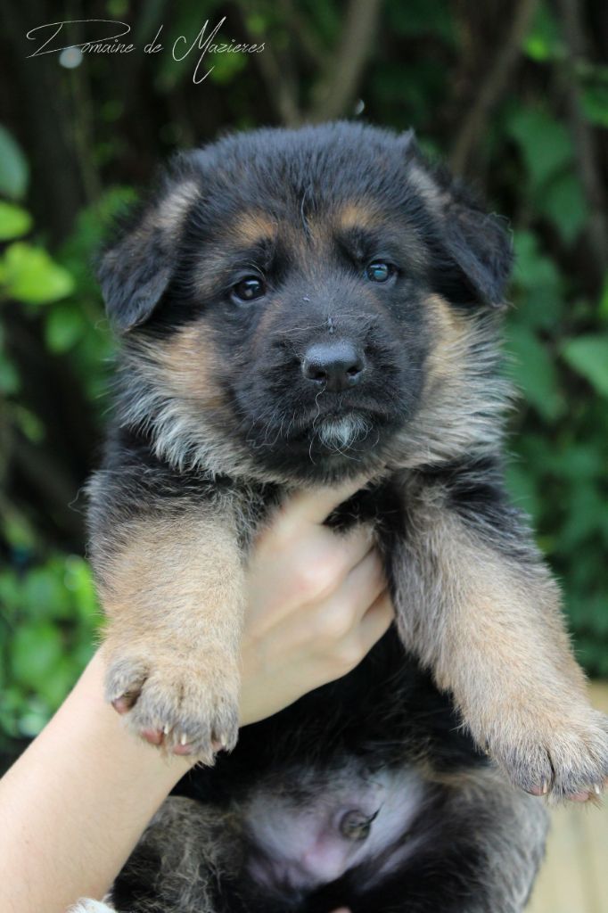 Du Domaine De Mazières - Chiots disponibles - Berger Allemand